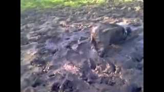 Pitbull getting a beauty treatment