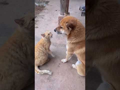 Dogs Who Love Their Kitten Since The Moment They Met - CATS AND DOGS Friendship