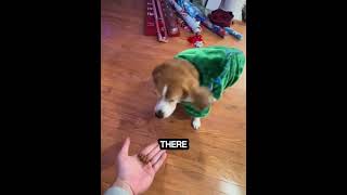 Download lagu This dogs with secret sounds.😂🥰🥰 #funnydogs #doglovers #dogsound #dogreactions #fyp mp3
