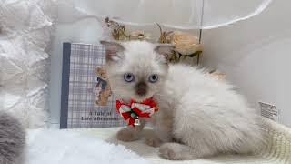 スコティッシュフォールドの動画01