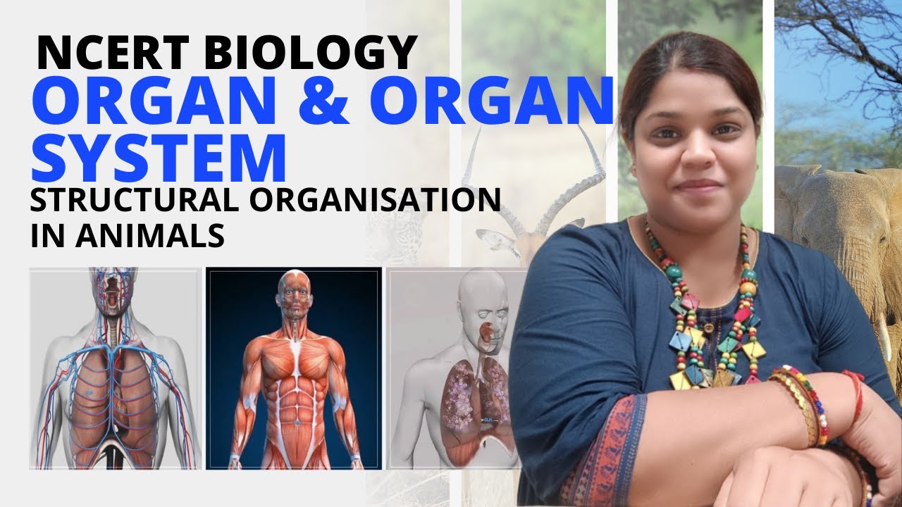 Organ and organ system | Class 11 | Biology | NCERT | Structural Organisation in Animals