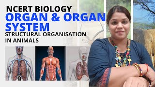 Organ and organ system | Class 11 | Biology | NCERT | Structural Organisation in Animals