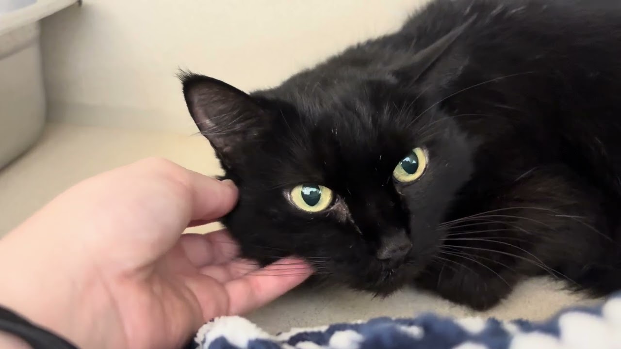 Enlarge Fuzzy, a ADOPTABLE Domestic Long Hair in Eatontown, NJ video 3/6