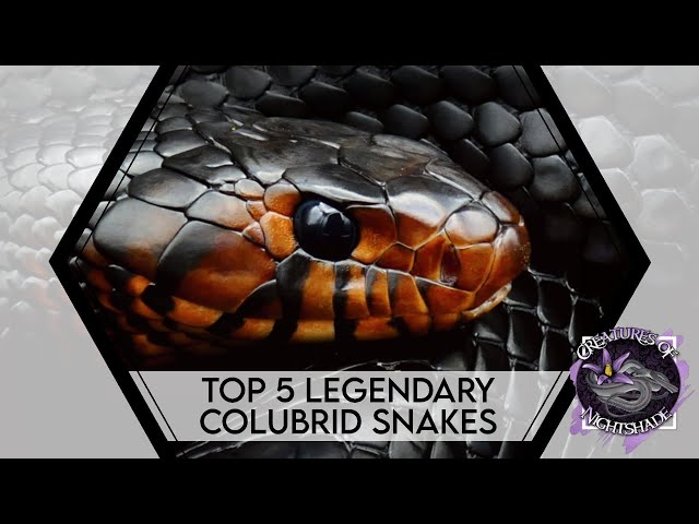 英語のcolubrid snakeのビデオ発音