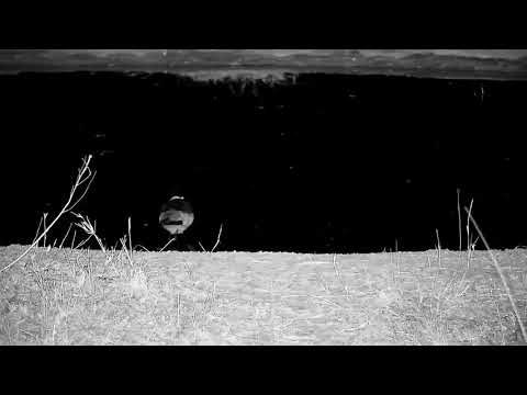 Djuma: Blacksmith Lapwing at the pan - 04:43 - 07/28/21