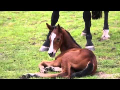 Stutfohlen von Colestus-Cordobes