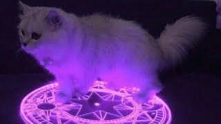 Cover art for demonic cat