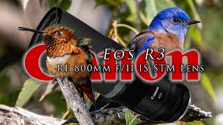 My favorite wildlife lens - Canon's 800 F11  - Hummingbirds,  bluebirds and other wildlife treasures