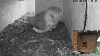 second chick day 2 Barn Owls