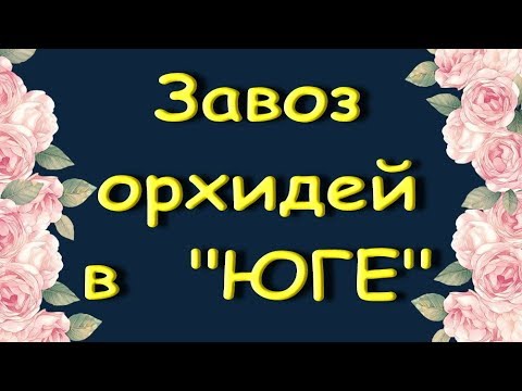 ЗАВОЗ отличных ОРХИДЕЙ в "Юге":СБЫЛОСЬ ЖЕЛАНИЕ в уценках! 27.07.2019