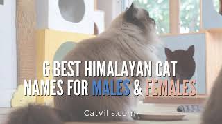 6 BEST HIMALAYAN CAT NAMES FOR MALES & FEMALES