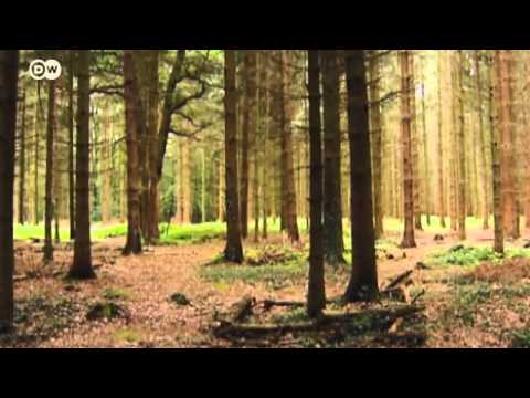 Die Waldbilder des deutschen Fotografen Michael Lange | Euromaxx