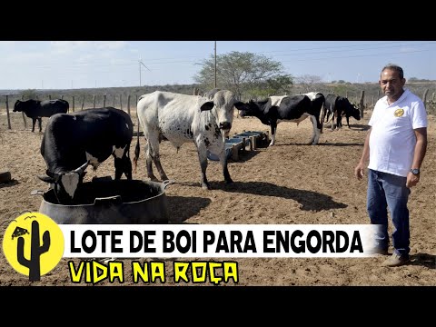 [LIFE ON THE FARM] CATTLE RANKER Aldenor shows BATCH OF CATTLE in the Fattening Plantation 🌵