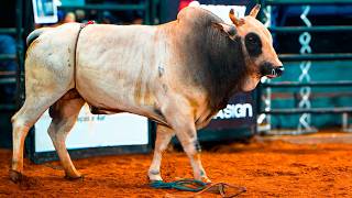 RODEIO EM TOUROS - Os melhores momentos da EXPOTERRA 2025