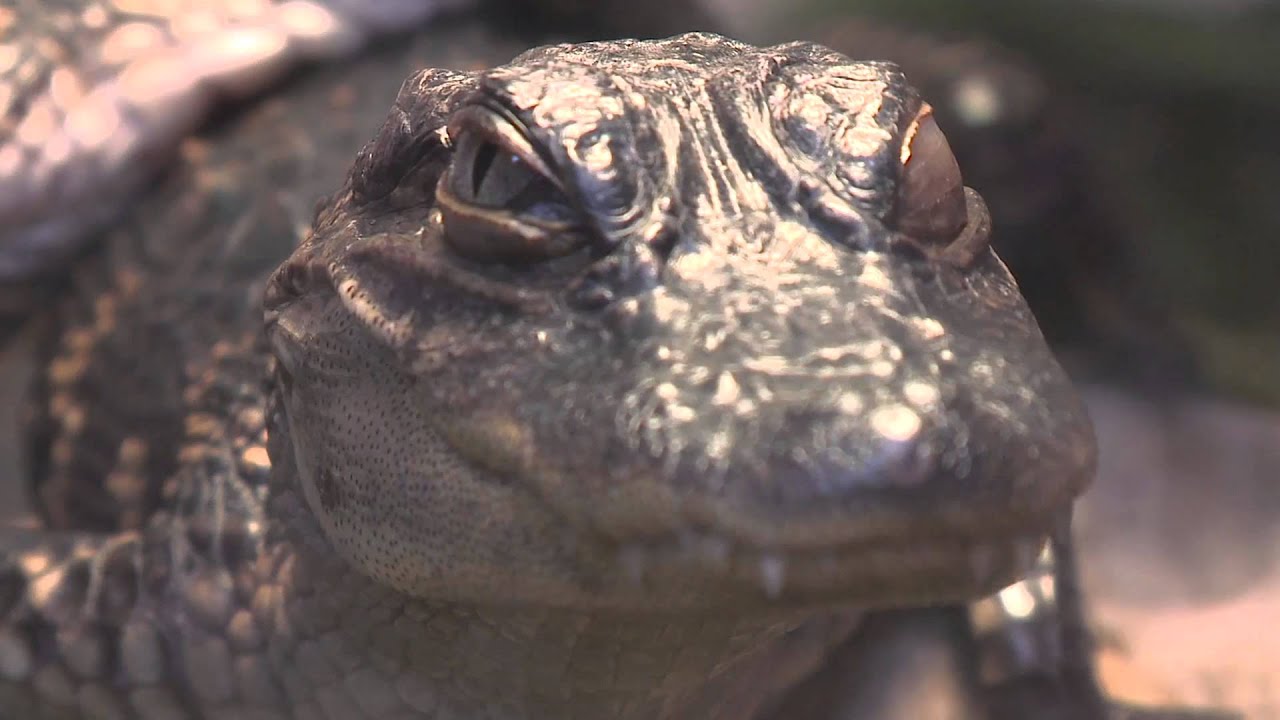 Science in Action: Sensitive Claude | California Academy of Sciences
