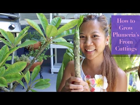 Como cultivar PLUMERIAS a partir de mudas 🌺🌸 || Uma garota com um jardim
