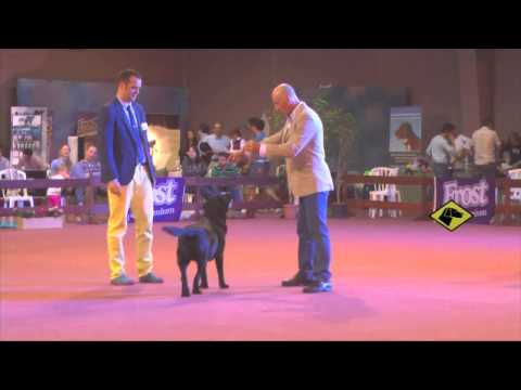 "Perros en acción" 75° Aniversario KCU