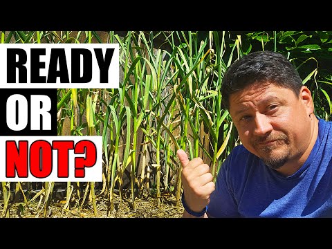 Harvesting Your Garlic The Definitive Guide For Beginners