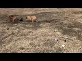 Dogs Destroy Skunk