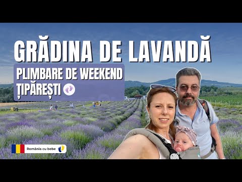 PLIMBARE DE WEEKEND: Grădina de lavandă