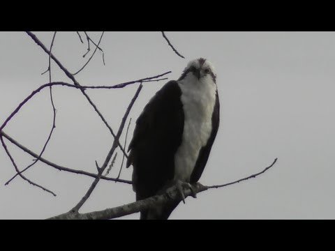Osprey Perching, Eats Fresh Fish