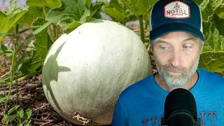 Total Melon Breakdown + Which Crops Make the Most Sense in a Tunnel