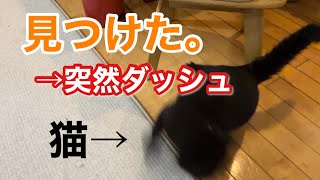 何かを見つけたキキ、突然ダッシュする
