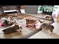Welsh Corgi Pembroke dogs for sale: Kelly - Video 1