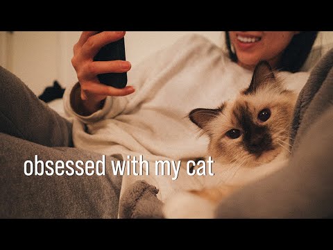 98 | i'm obsessed with my new cat (cutest birman ever)