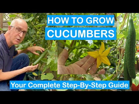 CUCUMBER MASTERCLASS: STEP-BY-STEP GROWING GUIDE – SOWING TO HARVEST