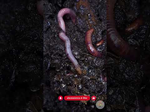 Warum dein Garten jetzt explodiert: Das passiert im Boden - Gartenexpedition #naturgarten #shorts