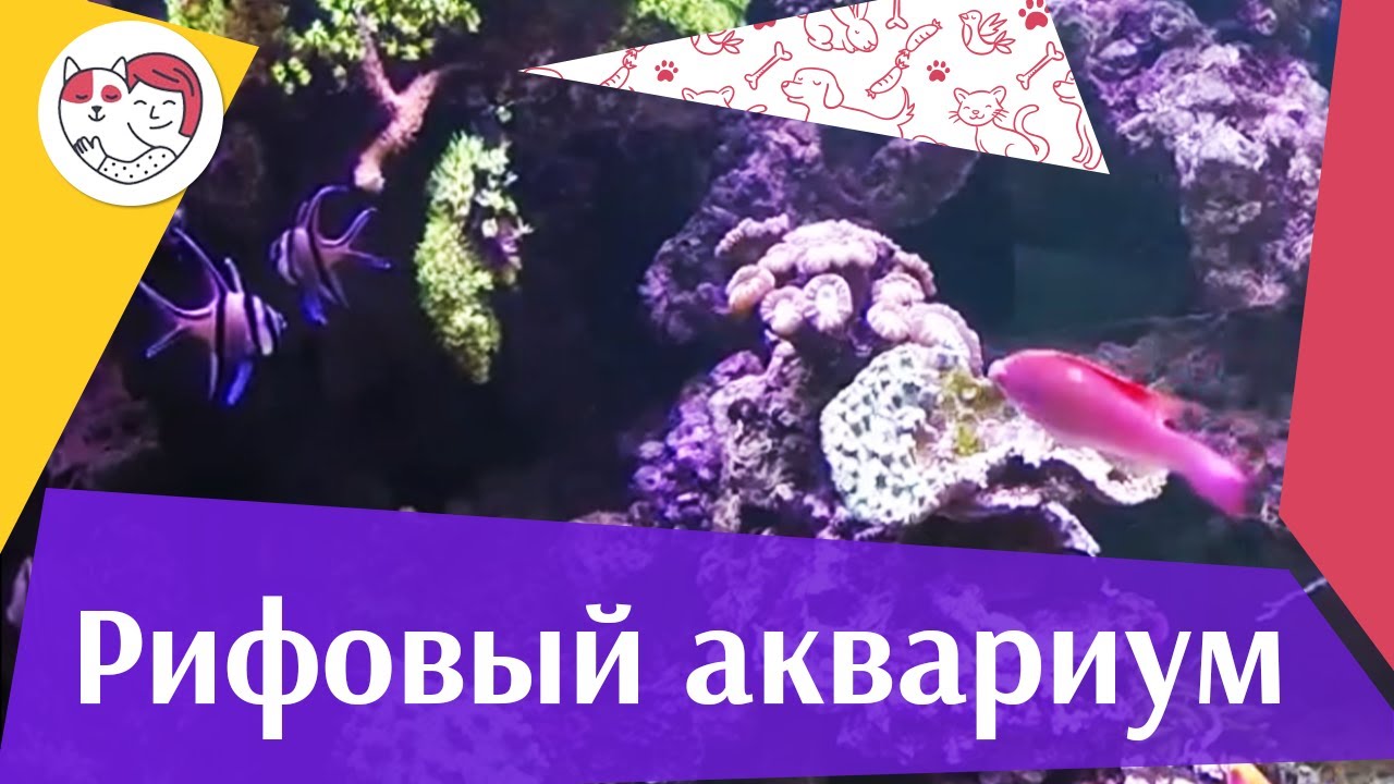 Рифовый аквариум АкваЛого на ilikePet