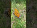 Butterflies For Kids Butterfly Facts For Kids Educational Shorts For Kids