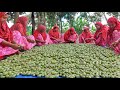 Mouth Watering Olives Pickle Recipe - 100 KG Jolpai Achar -  Village Style Olives Cooking