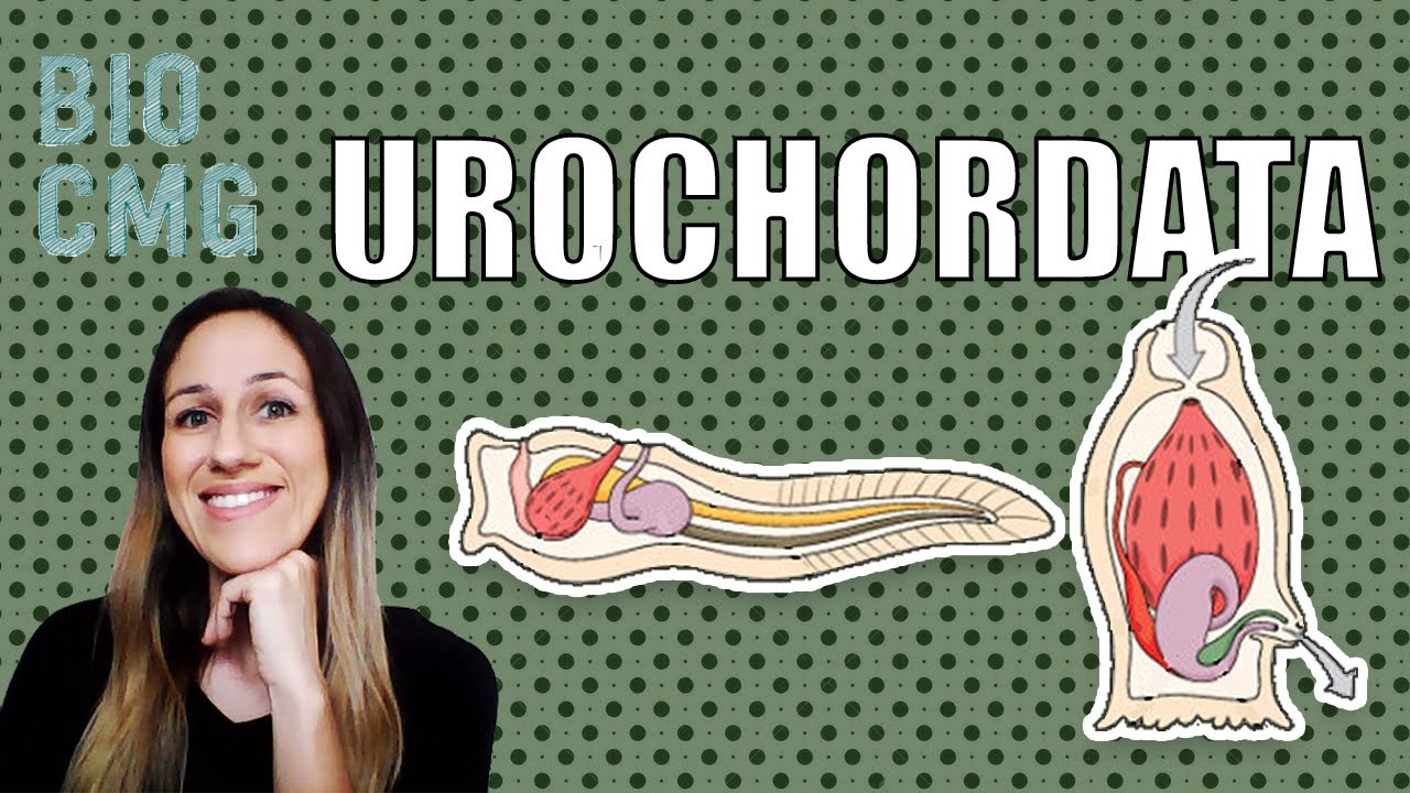 Urochordata - Classificação e Biologia dos tunicados