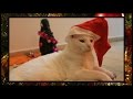 We Wish You A Merry Christmas - Cats Cover ...