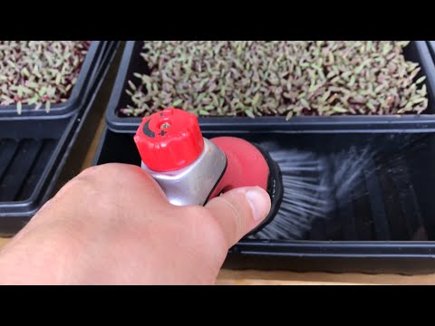 download lagu mp3 mp4 How Often Water Microgreens, download lagu How Often Water Microgreens gratis, unduh video klip How Often Water Microgreens