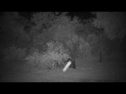 Djuma: Small Elephant group at shallow end of dam - 21:02 - 10/02/2022