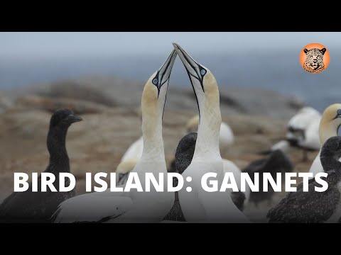 Bird Island: Cape Gannets at Lamberts Bay.