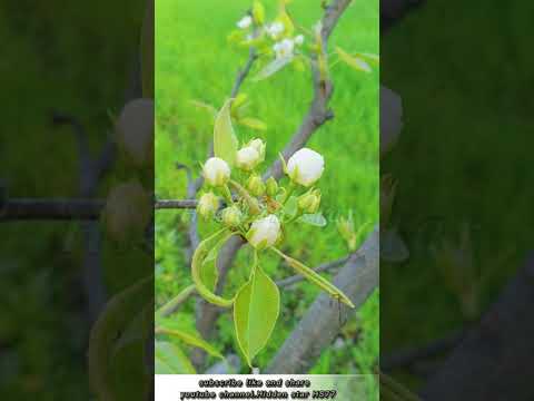 #white#flowers#of#pear#in#beautiful#season#with#rabab saaz hase shwa khafa  rana laila pa .....