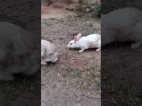 beautiful hoha pohu#short