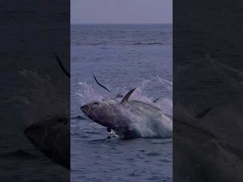 fishing beautiful videos #viralvideos #hashtags #fishing #youtubshorts #fishcatching #motivation