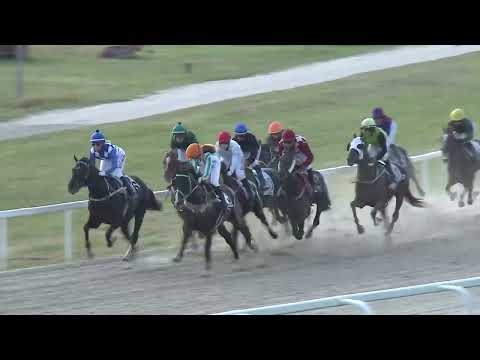 2025.09.07. 8. Futam - A 100 ÉVES KINCSEM PARK DÍJA HENDIKEP (V/b.) (szintetikus pálya)