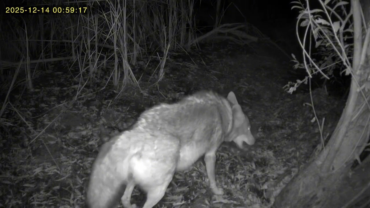 A coyote crushing bones