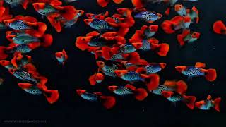 Koi Cobra Guppy