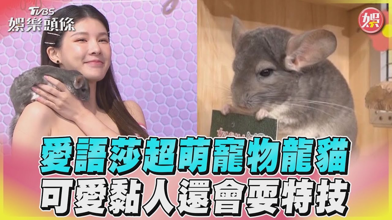 影音/《女人我最大》愛語莎超萌寵物龍貓 可愛黏人還會耍特技