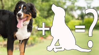 10 Unreal Bernese Mountain Dog Cross Breed / Bernese Mountain Dog Mix Breeds