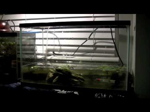 Betta Breeding: Set Up