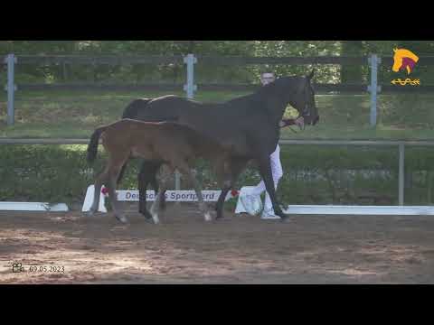 v. Segantini - Samba Hit 1  Hengst 25.02.2023