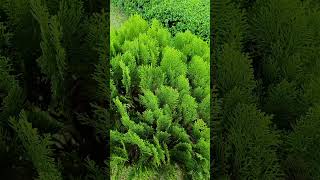 Download lagu #@৳@🇧🇩🌺🇧🇩🌺🇧🇩video download Assalamu Alaikum Wa Rahmatullahi Wa Barakatuh mp3 Download lagu #@৳@🇧🇩🌺🇧🇩🌺🇧🇩video download Assalamu Alaikum Wa Rahmatullahi Wa Barakatuh mp3